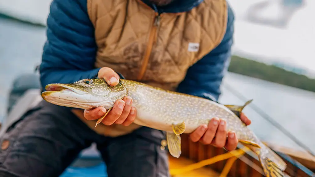 Un pêcheur tient un grand brochet qu'il a attrapé en pêchant dans le comté d'Algoma.