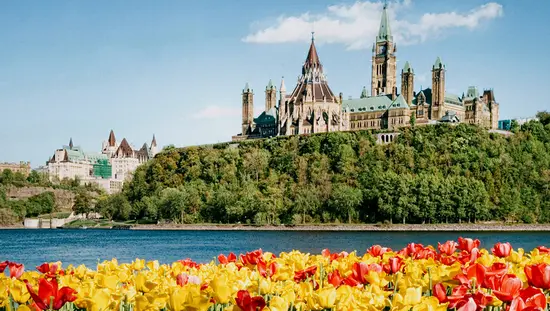 Gros plan de fleurs de cerisier roses et blanches sur un arbre.