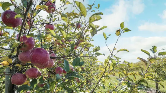 A fall image of the orchard at Ocala Winery in Port Perry, Ontario.