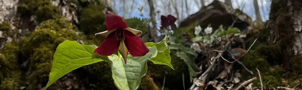 Primer plano de la planta de trillium rojo floreciendo en primavera en el Parque Provincial Frontenac.