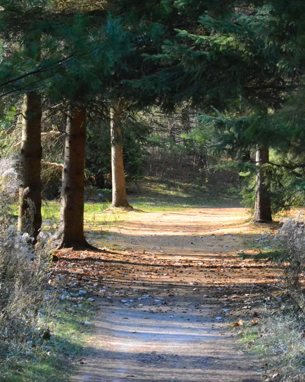 Un camino que conduce a través del bosque